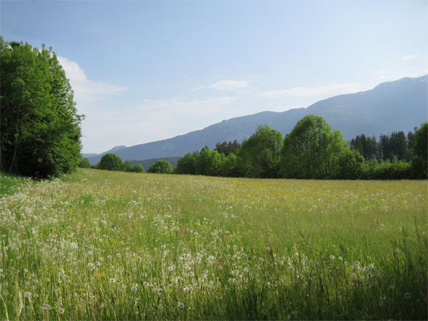 A meadow with mountains in the background