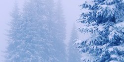 snow-on-evergreeen_happy_holidays250x378 Happy Holidays from HOLLY HOUSE - Snow on Evergreens